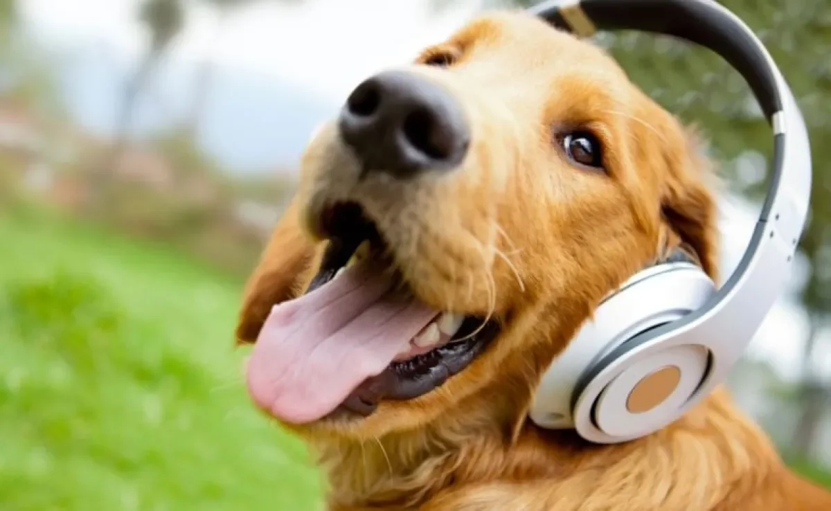 Música para cachorro: uma espécie de terapia para deixar os pets mais relaxados