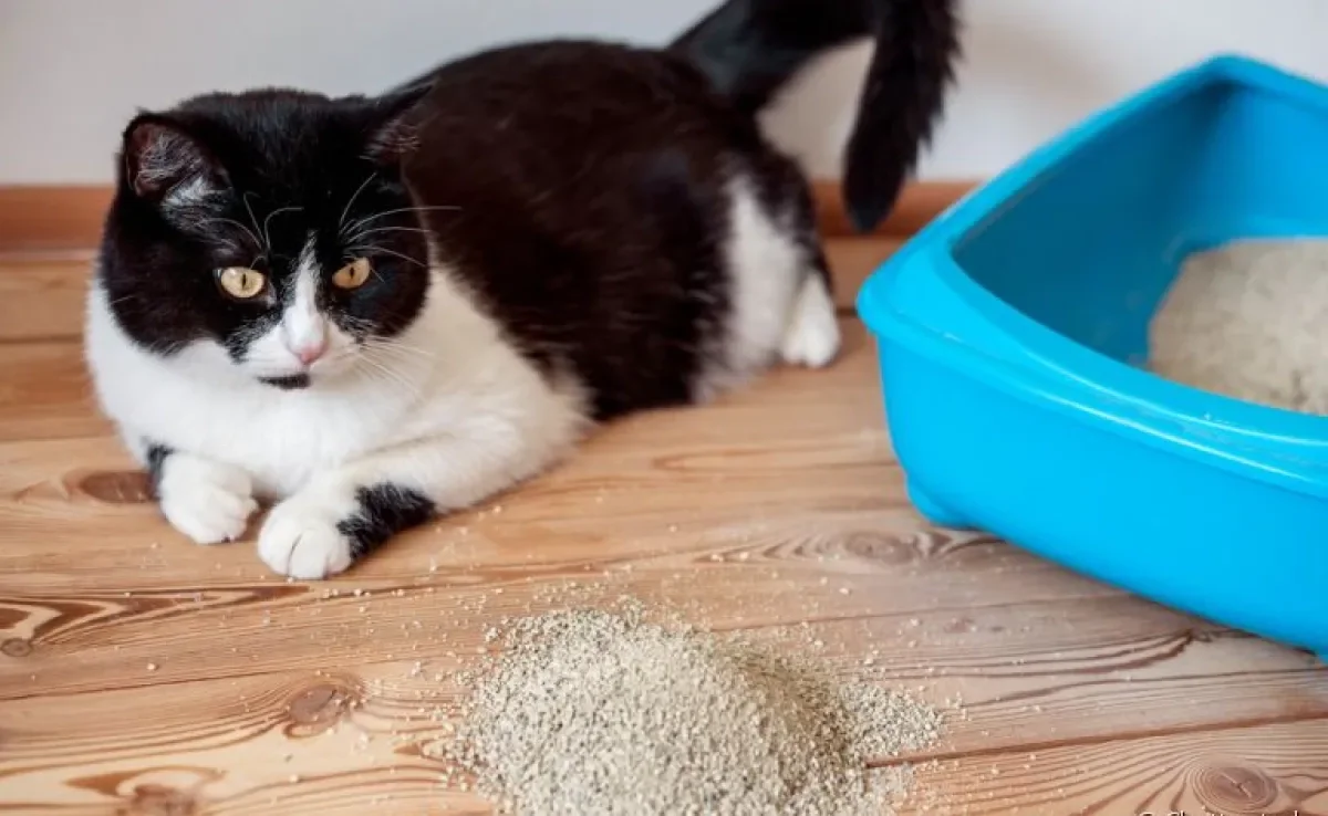 A farinha de mandioca na areia do gato pode desencadear problemas respiratórios nos animais