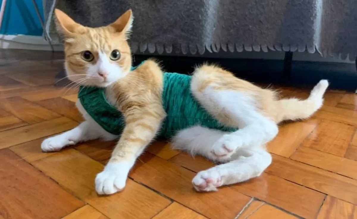 A roupa para gato castrado é uma das opções mais indicadas para o pós-operatório