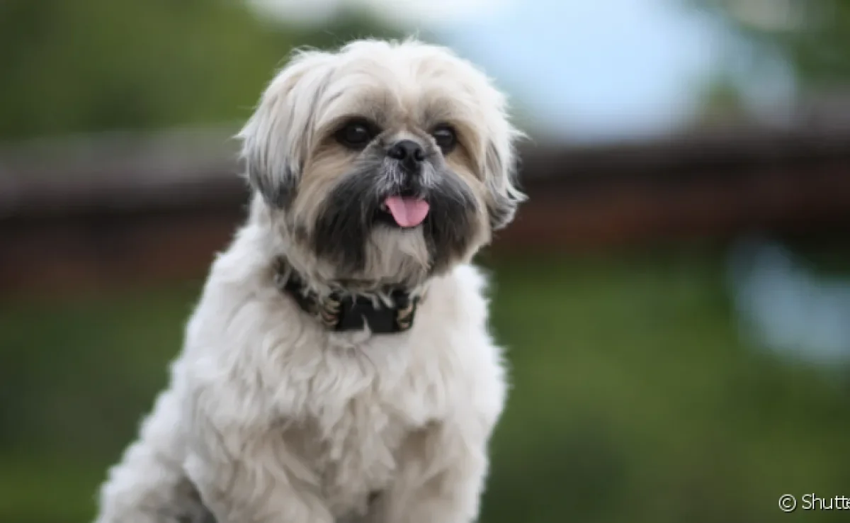 A tosa higiênica para cachorro é recomendada para cães bem peludinhos, como o Shih Tzu!