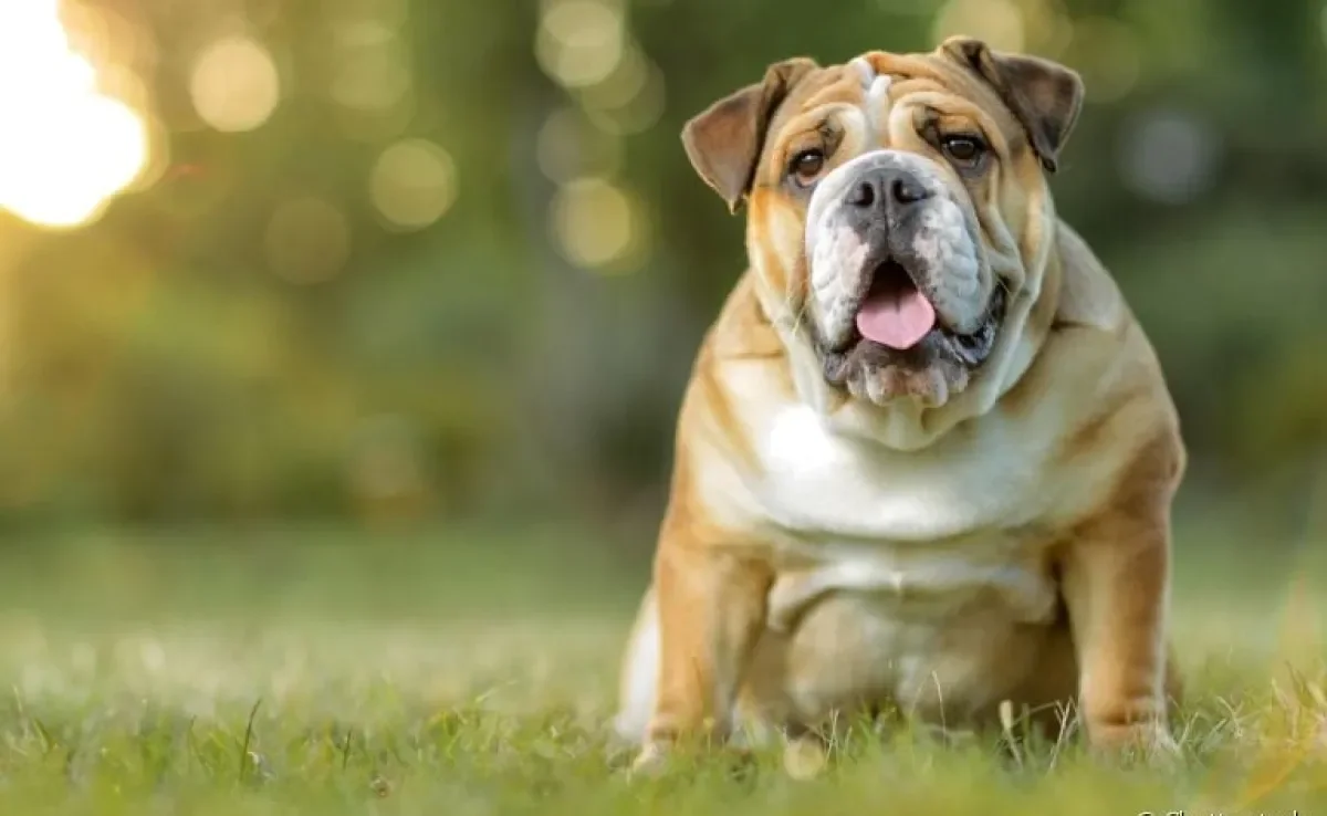 O Bulldog Inglês tem uma aparência única e um jeitinho muito cativante