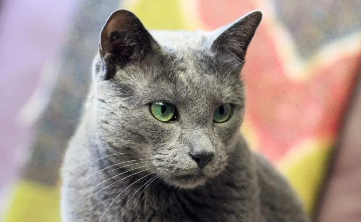  O Azul Russo é uma raça de gato super rara com características físicas peculiares