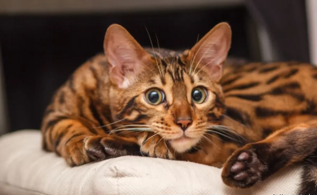 O gato Bengal tem um lado "selvagem" por conta do seu parentesco com os leopardos