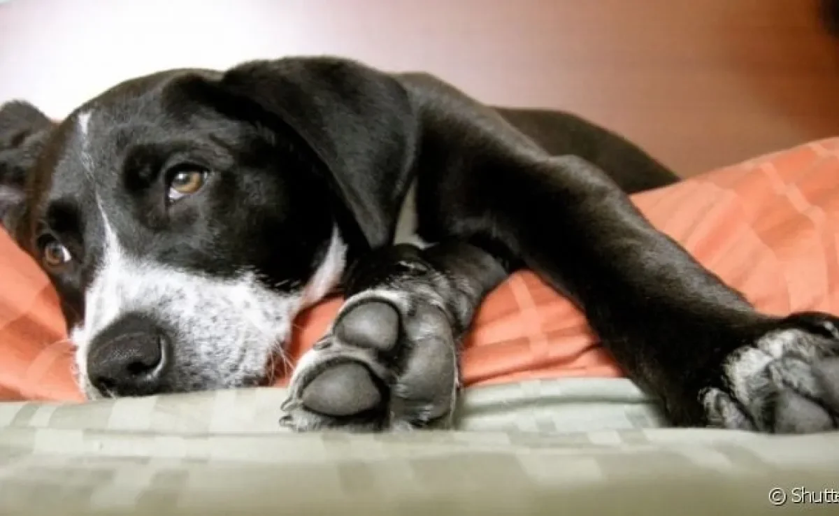 A giardíase canina é uma doença parasitária que pode levar o pet à morte se não for bem tratada