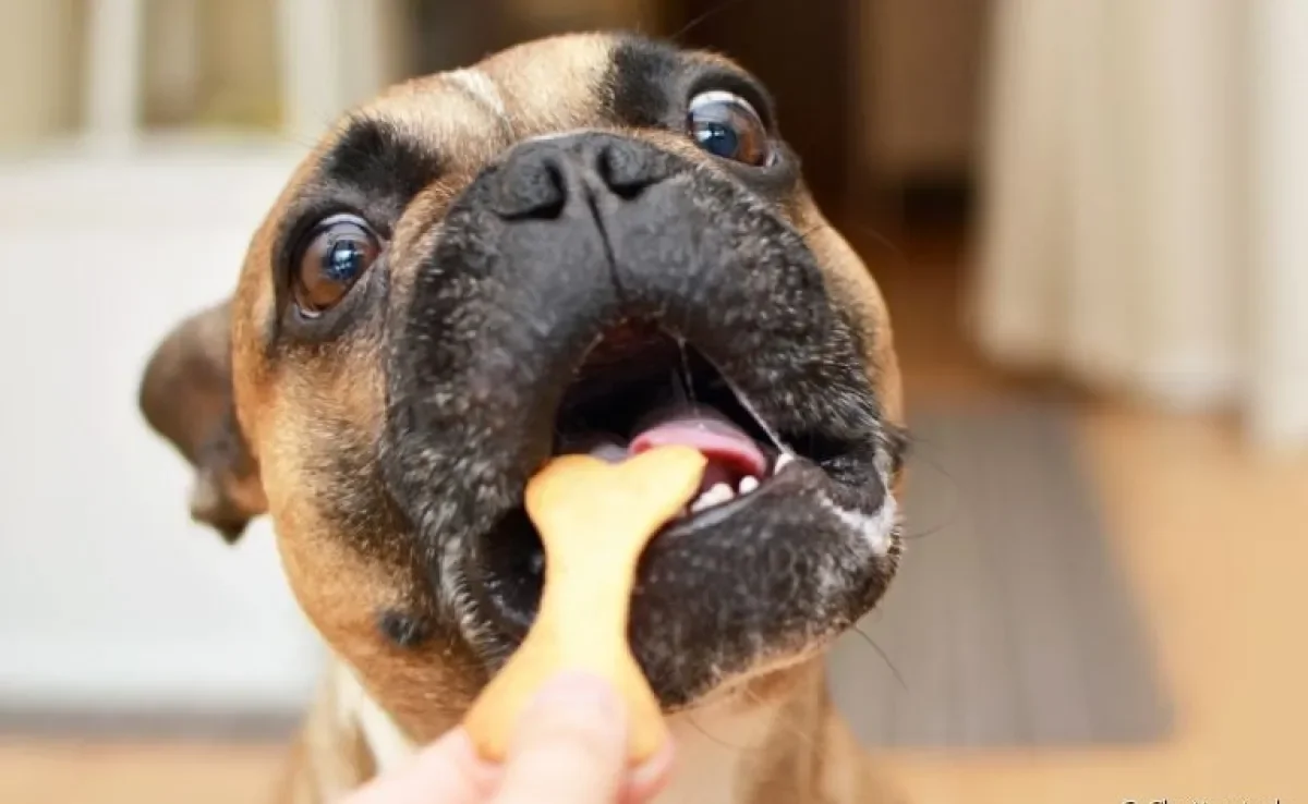 Antes de fazer a receita de biscoito para cachorro, veja se os ingredientes são liberados para o pet