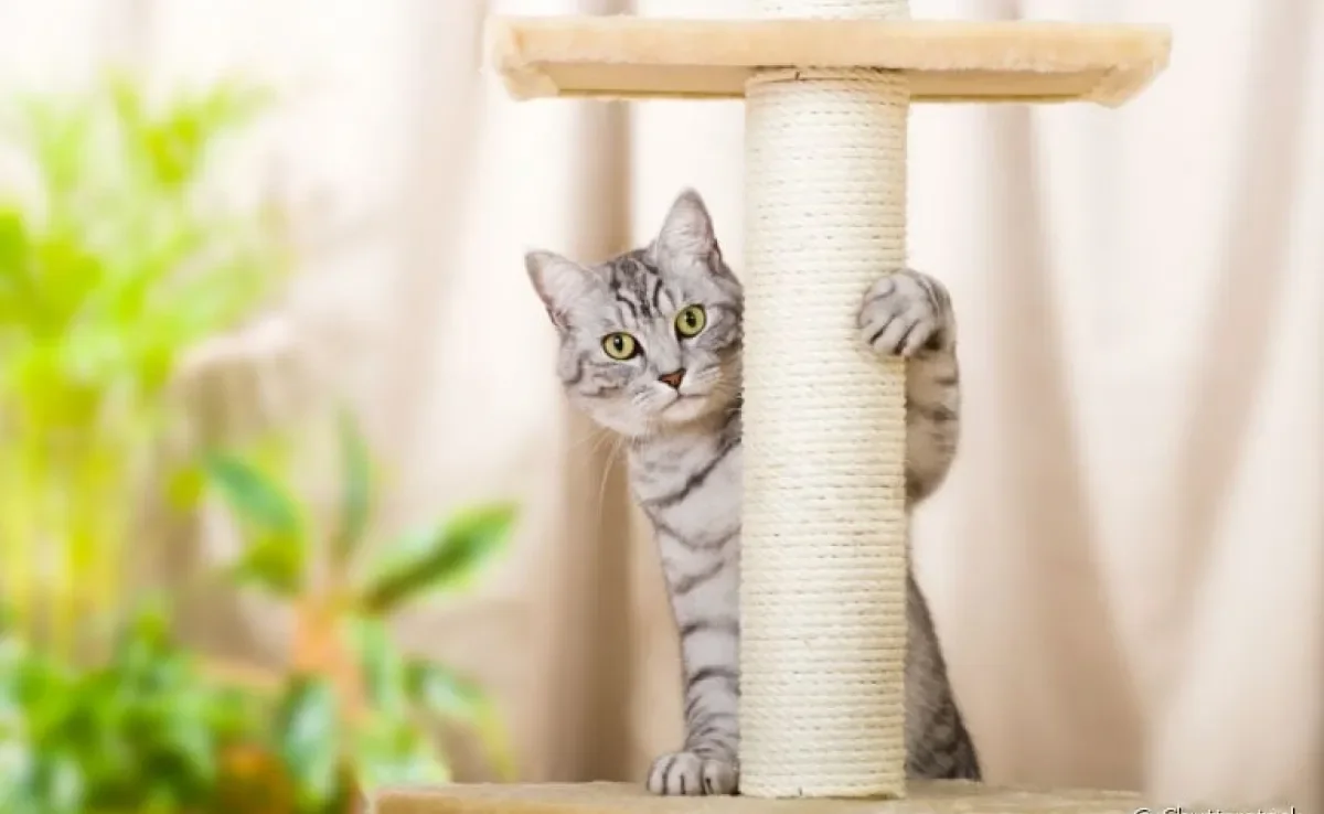 O arranhador para gatos vai além de um brinquedo: ele é uma forma de garantir o bem-estar do seu pet