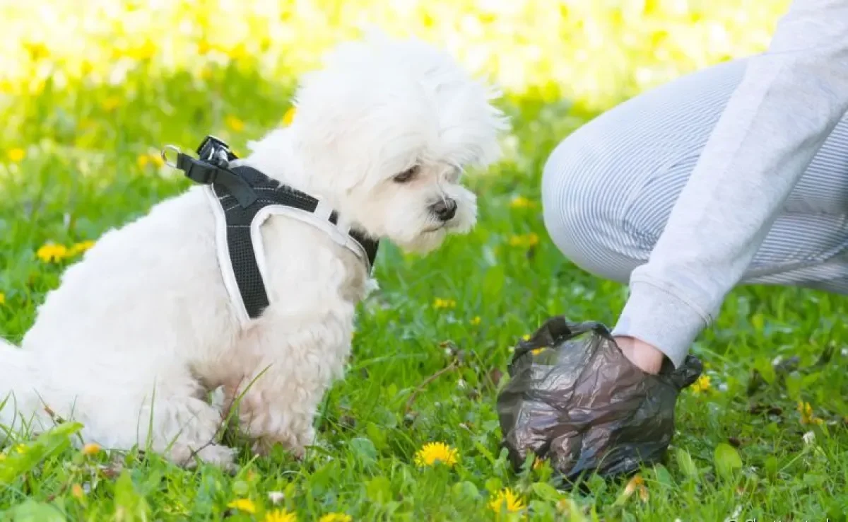 A coprofagia canina é o hábito do cachorro comer fezes e pode ter diferentes explicações