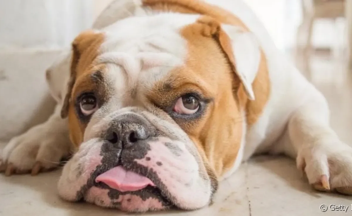 O cachorro Bulldog Inglês é muito popular, mas será que você conhece tudo sobre a personalidade da raça?