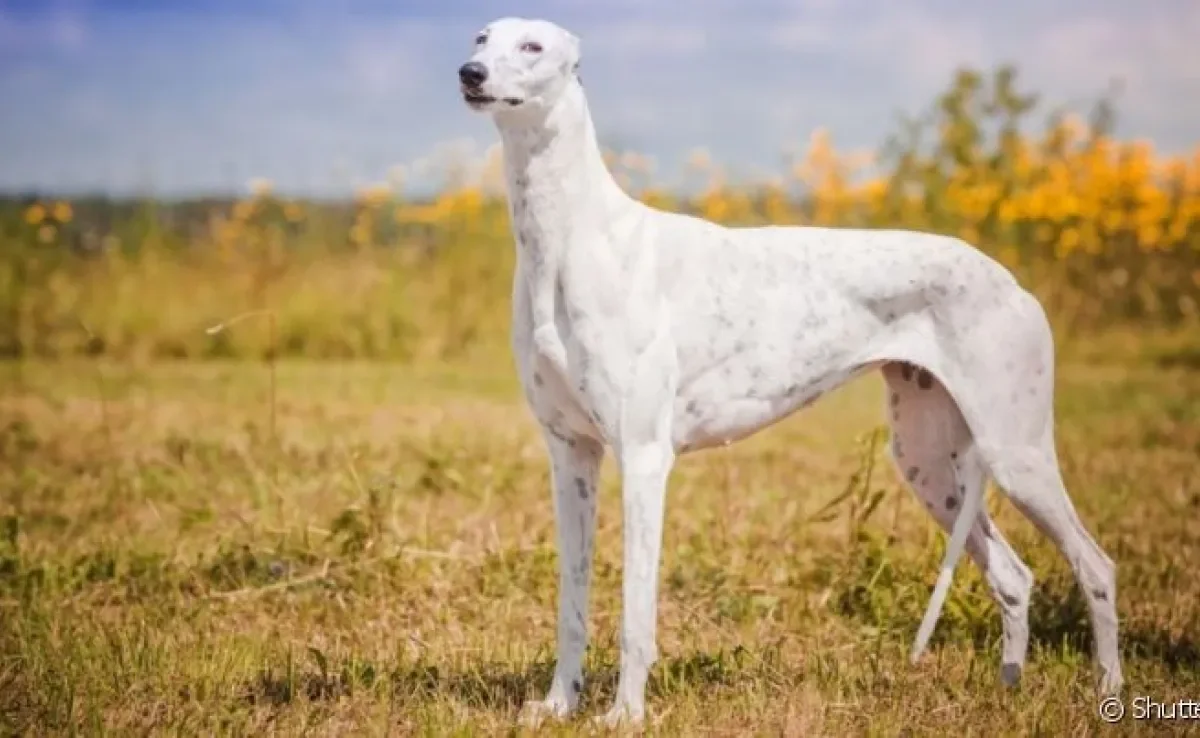 O Galgo Inglês é um cachorro famoso por suas pernas longas e alta velocidade