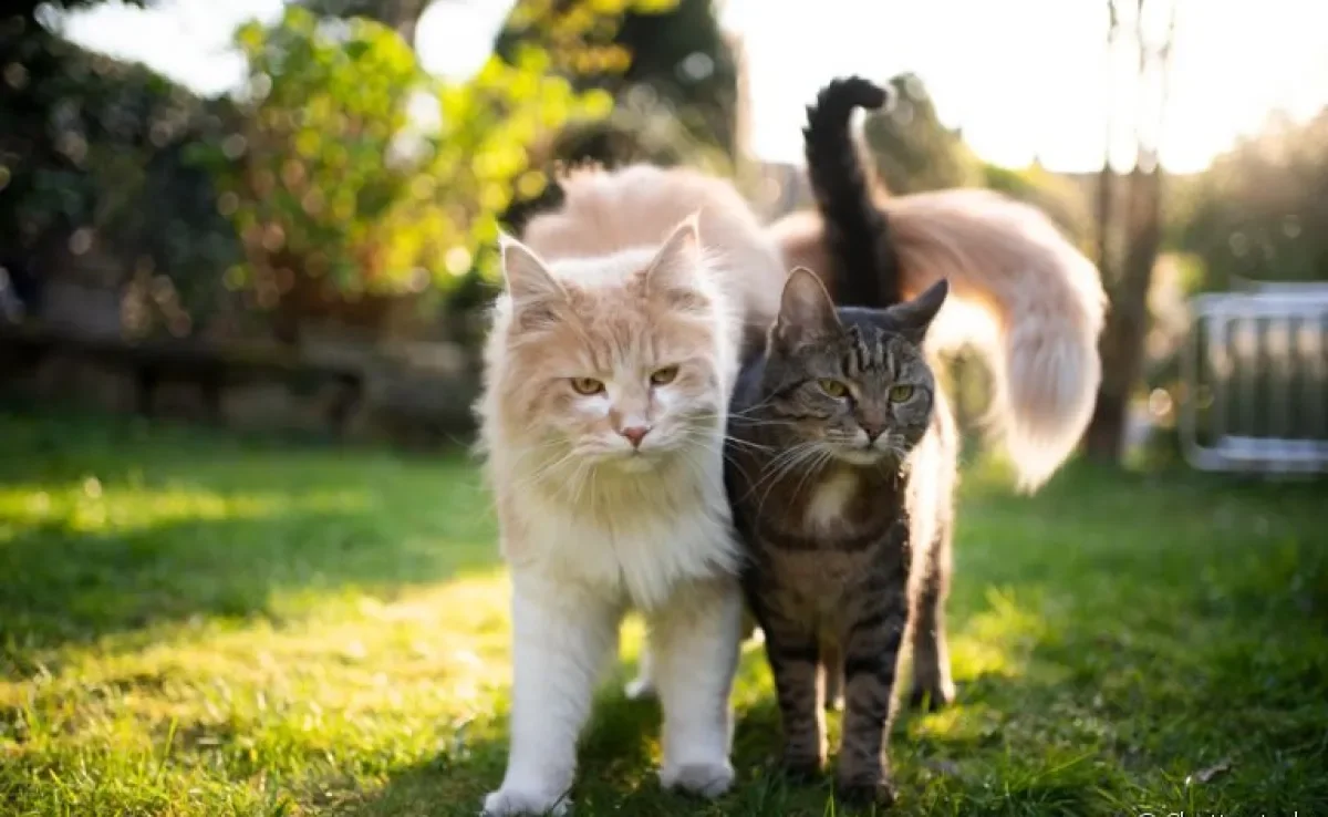 O gato com FIV precisa de uma série de cuidados ao longo da vida, especialmente se conviver com outros felinos