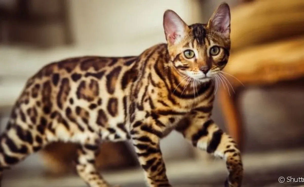 O Gato Bengal é uma raça que parece um leopardo por suas manchas pelo corpo