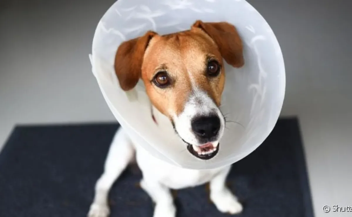 Castrar cachorro é um procedimento recomendado pelos médicos veterinários