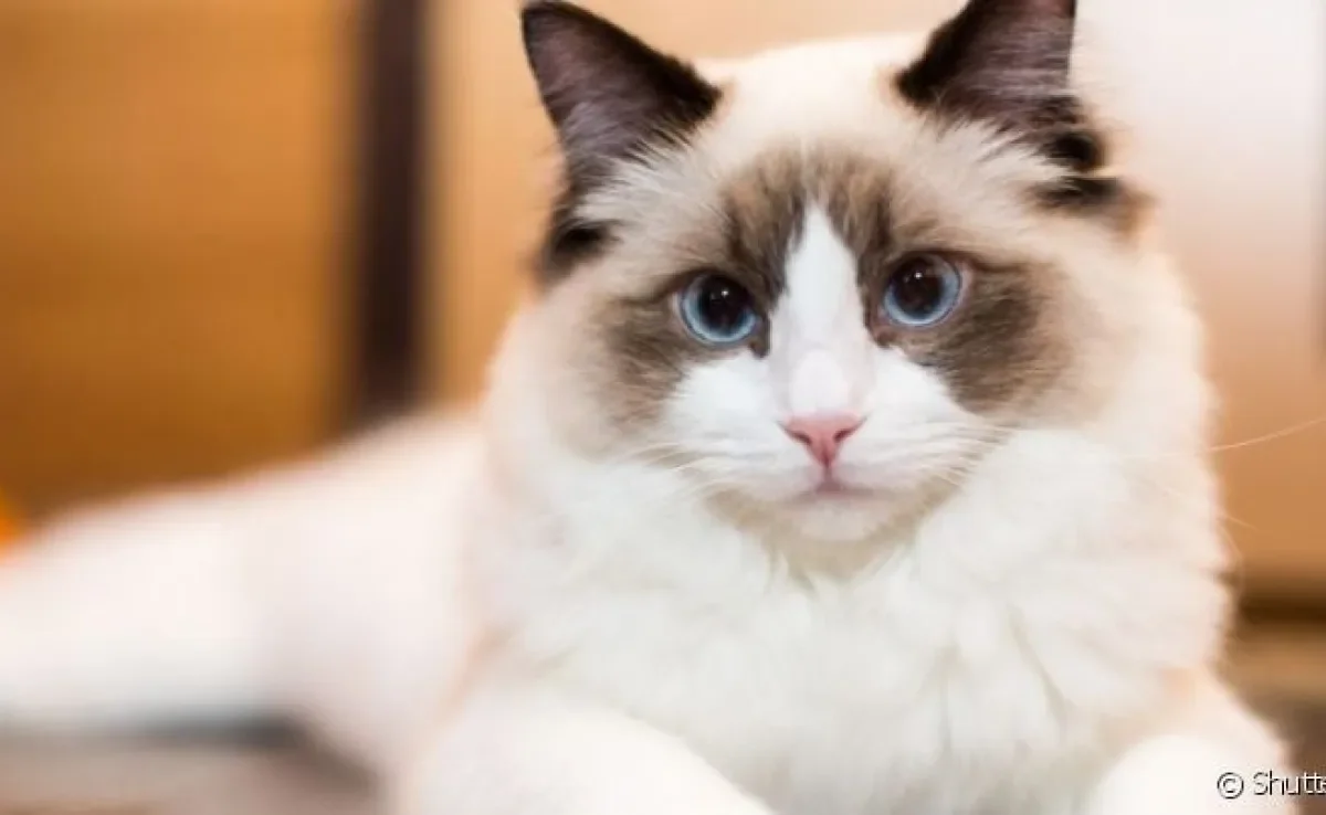 O Ragdoll é um gatinho com muitas peculiaridades, algumas que você nem imagina