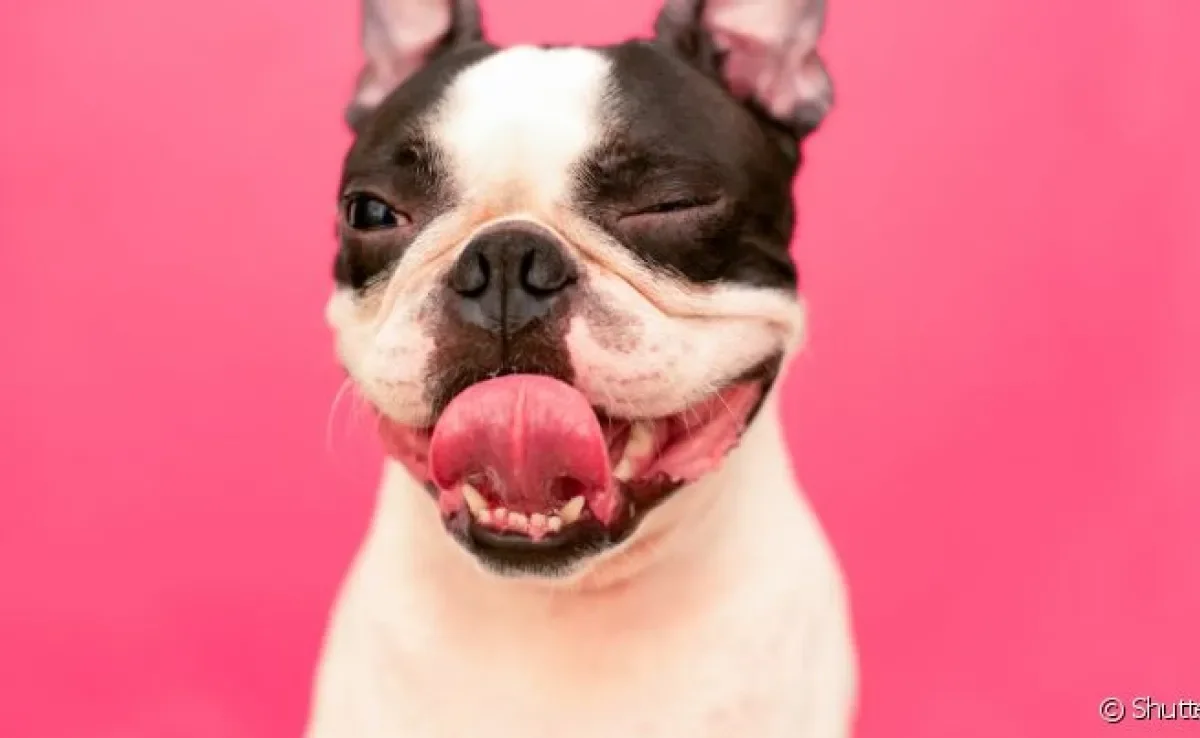 Memes de cachorro ganham o mundo pelas mensagens e expressões engraçadas