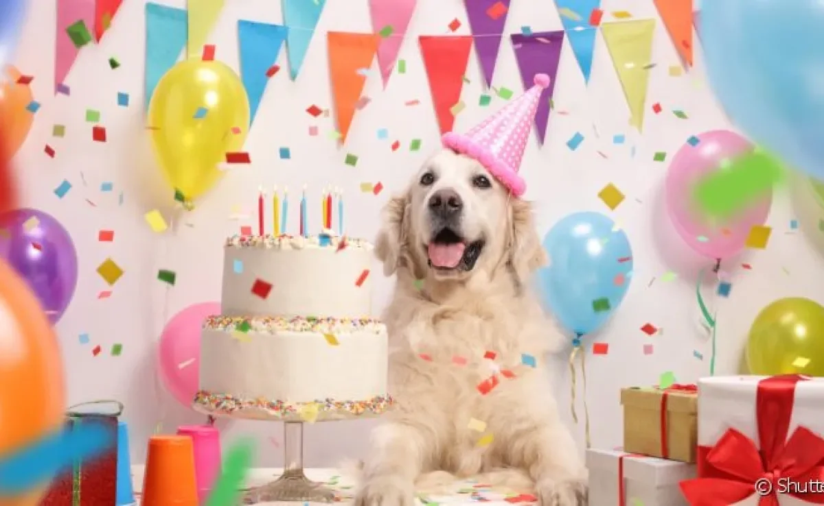 Aniversário de cachorro merece festa, mas existe uma série de cuidados que o tutor deve tomar