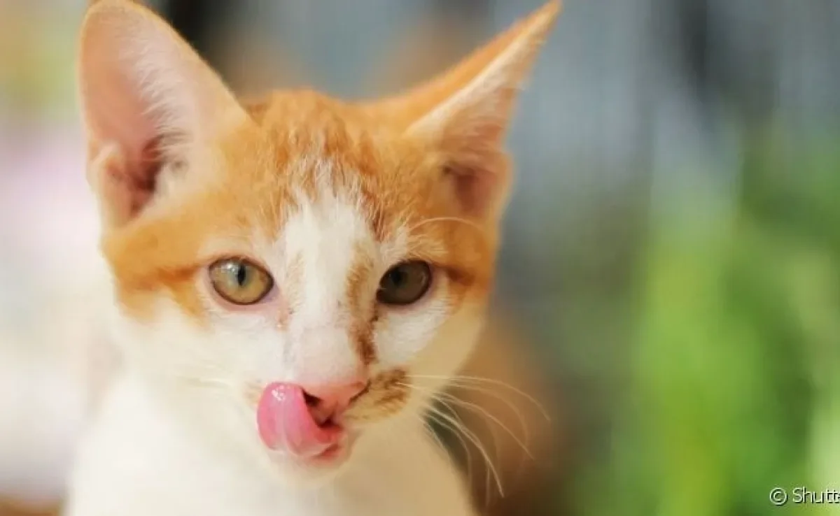 A língua do gato tem funções desde a apreciação dos sabores até a autolimpeza