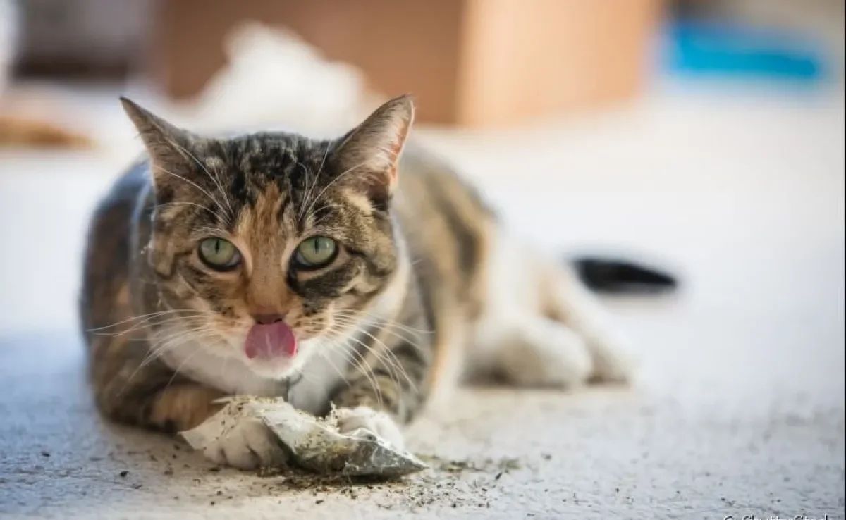 Catnip: erva de gato é uma das melhores formas de entreter os gatos e eles adoram!
