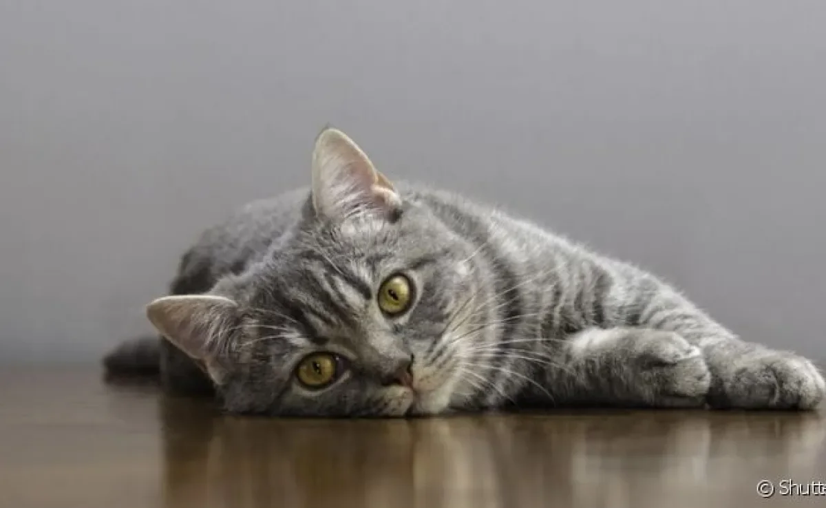 A panleucopenia felina é uma doença grave e altamente contagiosa que afeta a imunidade do pet