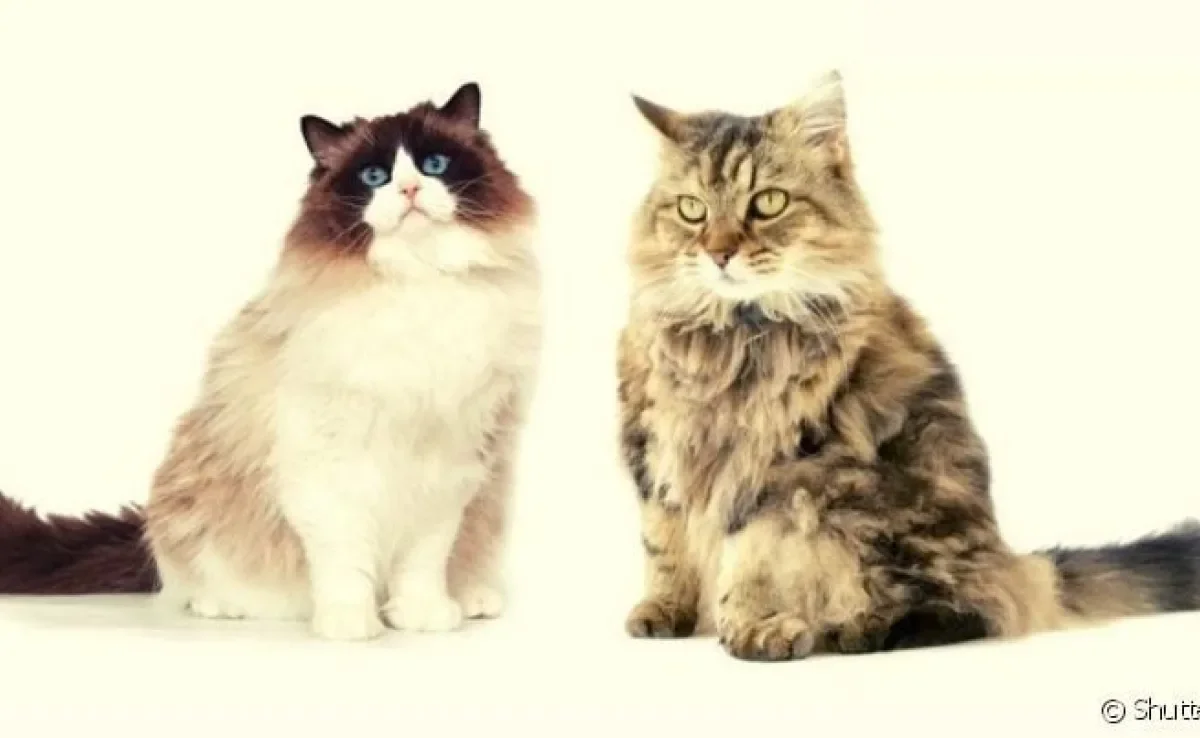 As raças Ragamuffin e Ragdoll tem histórias em comum, mas possuem diferenças