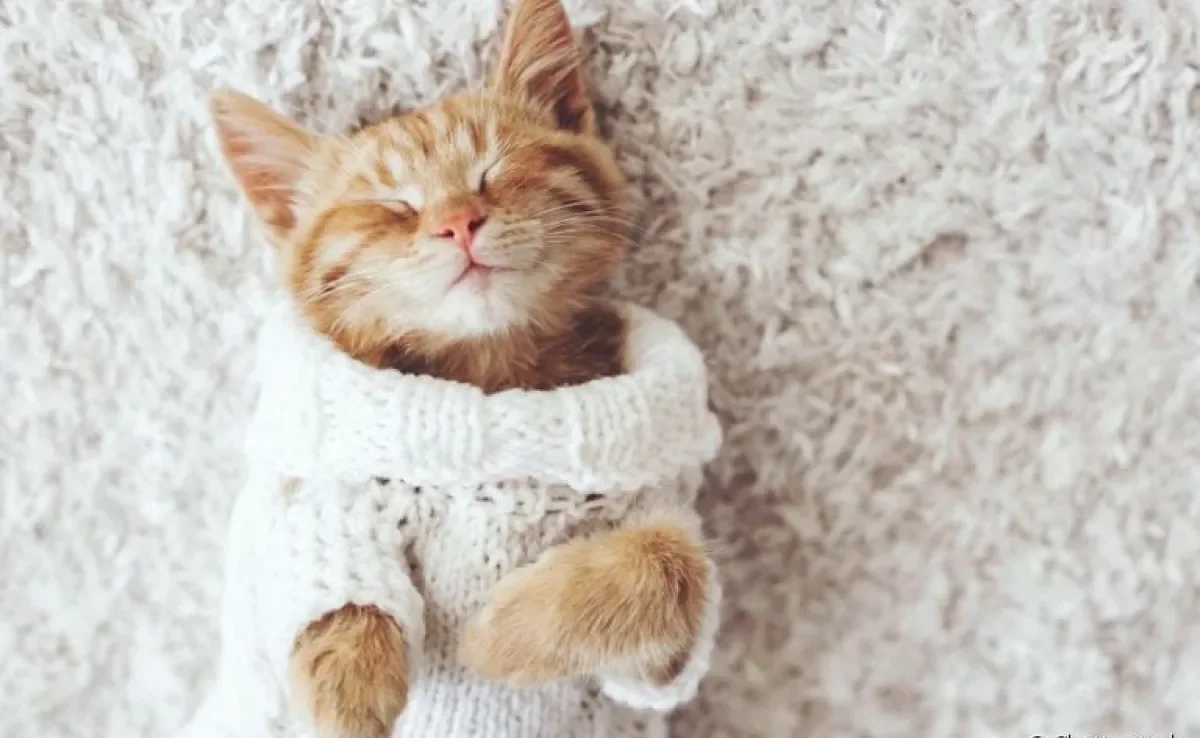 A roupa para gato aquece nos dias frios e deixa o animal estiloso