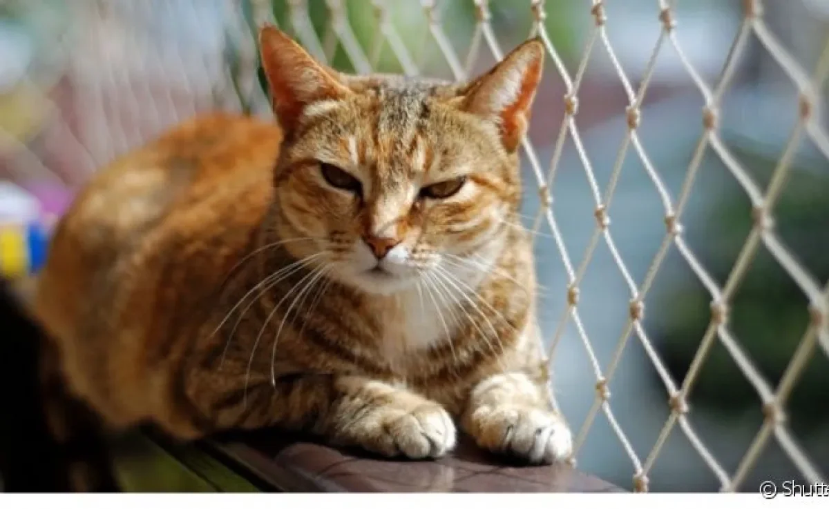 Existem dois tipos de tela de proteção para gatos que impedem fugas e acidentes