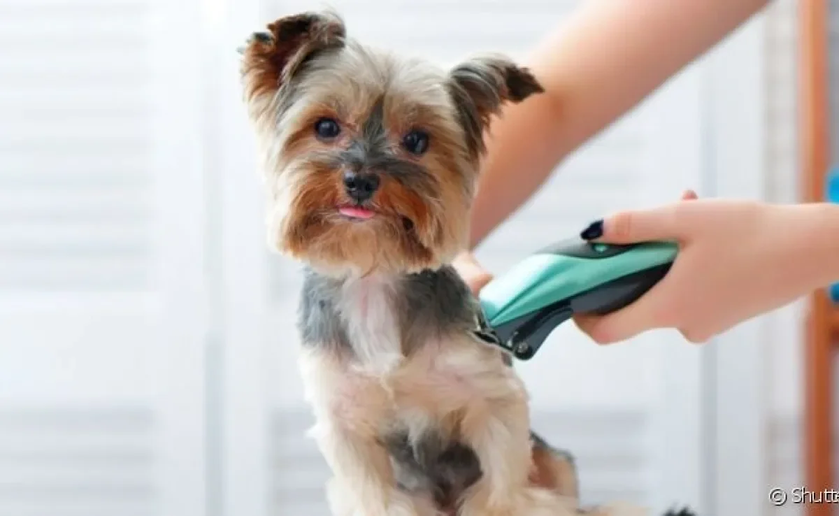 Ter uma máquina para tosar cachorro pode ser vantajoso para alguns cães, mas em outros não é tão necessário