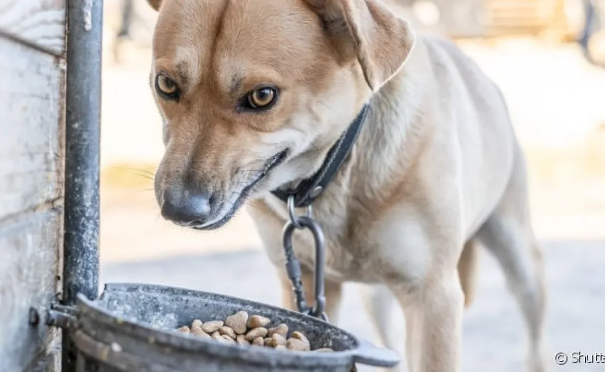 Cachorro desnutrido: o problema é grave e pode impactar várias funções do organismo canino