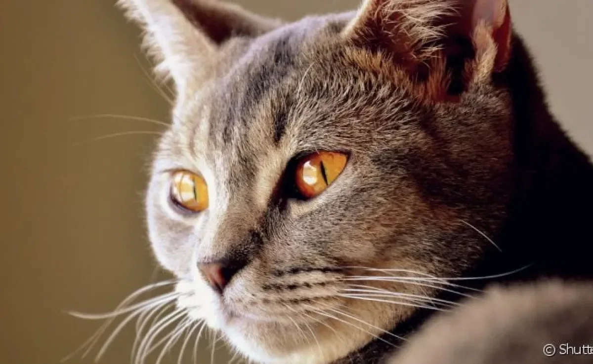 Sabe por que os olhos do gato brilham no escuro? Vamos esclarecer essas e outras curiosidades sobre a visão felina