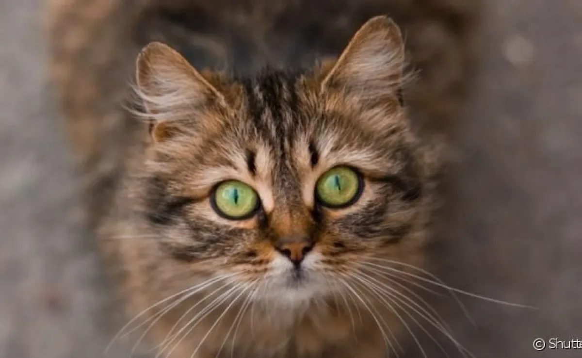 A conjuntivite felina é uma doença comum, mas que causa grande incômodo no olho do animal