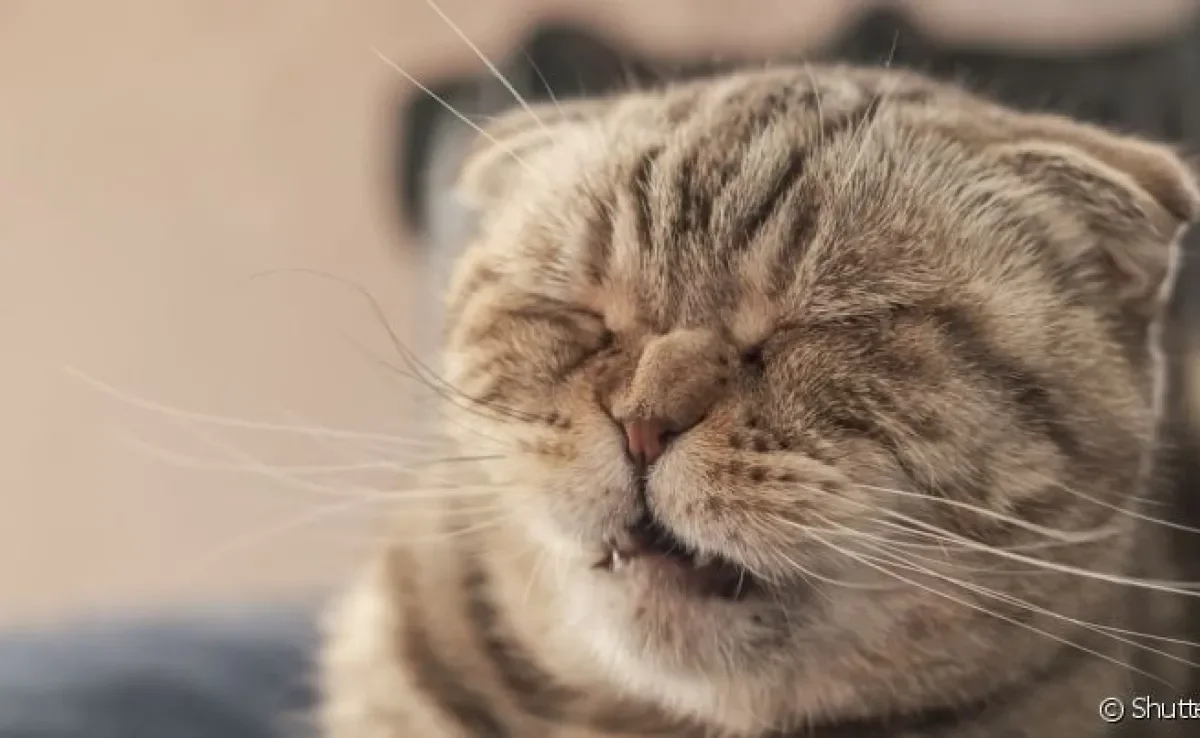 Gato espirrando: sintoma pode estar associado a problemas graves