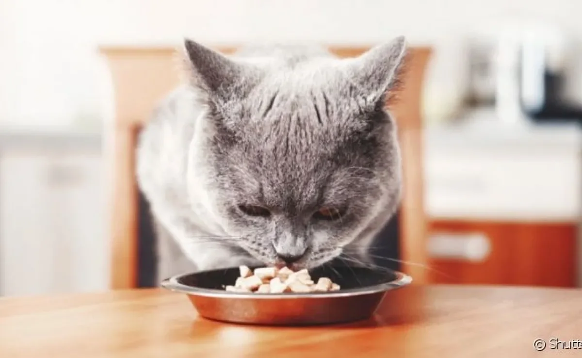 A alimentação do gato tem forte relação com a saúde mental do bichano
