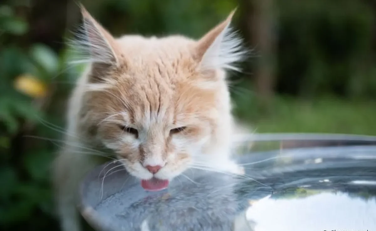 O gato sente calor e precisa de maior hidratação durante o verão