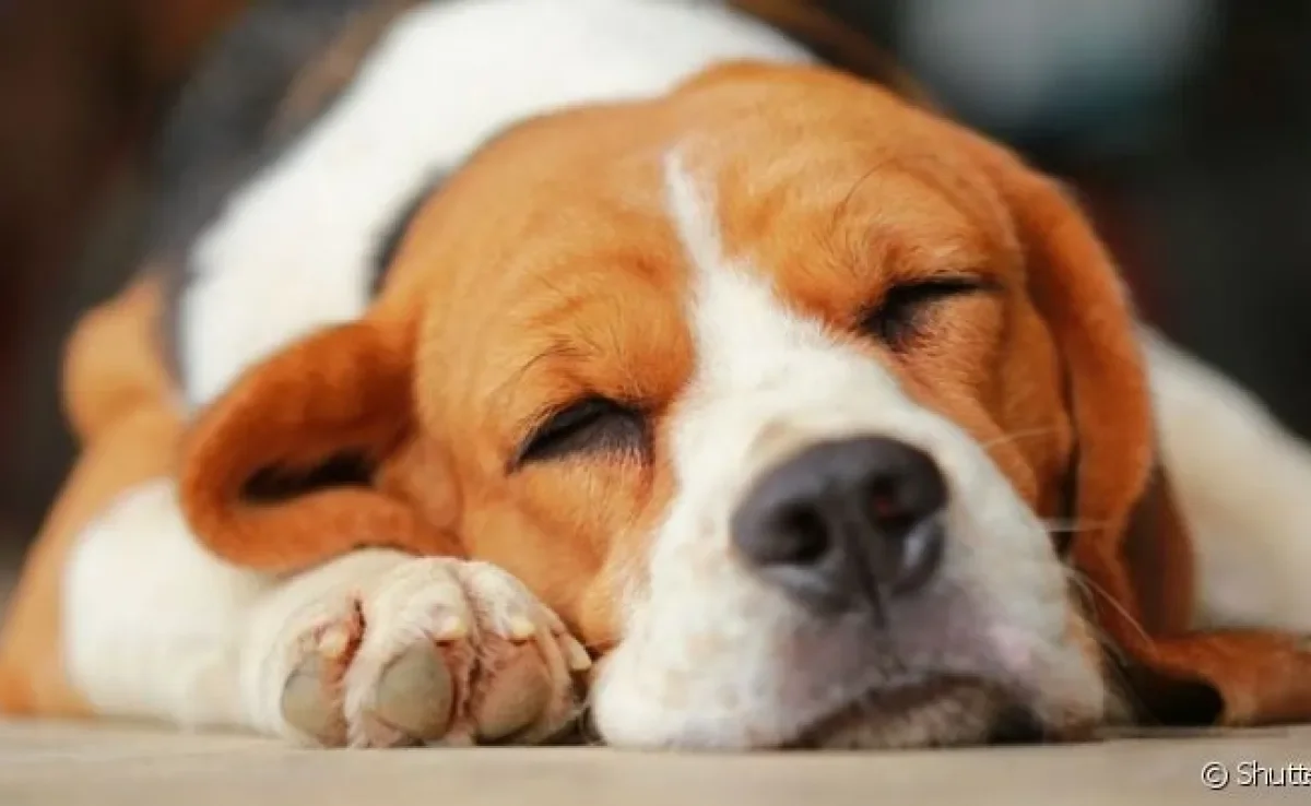 A média de quantas horas um cachorro dorme é bem diferente dos humanos