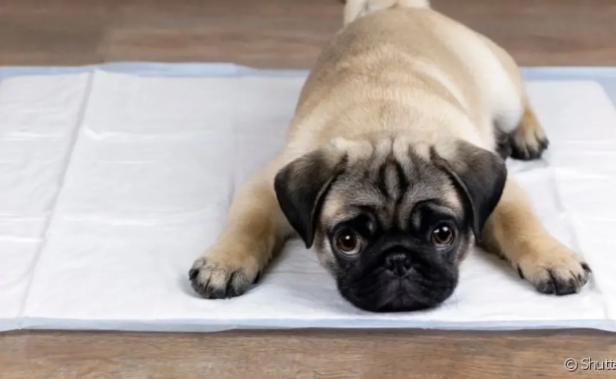 O tapete higiênico pet pode ser encontrado em versões descartáveis e laváveis
