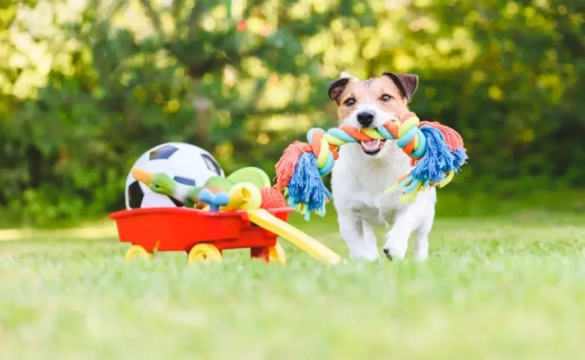 Veja os melhores brinquedos para cachorro de acordo com a personalidade e idade de cada pet