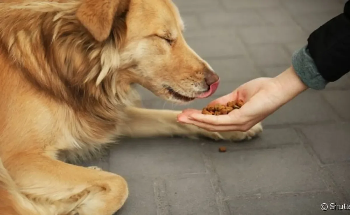 Aprender como fazer comedouro para cães de rua é uma ótima forma de ajudar quando você não pode resgatar animais