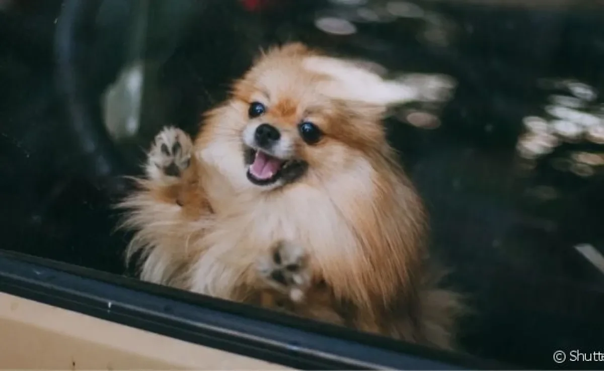 O cachorro com calor fica com a temperatura corporal muito elevada dentro do carro fechado