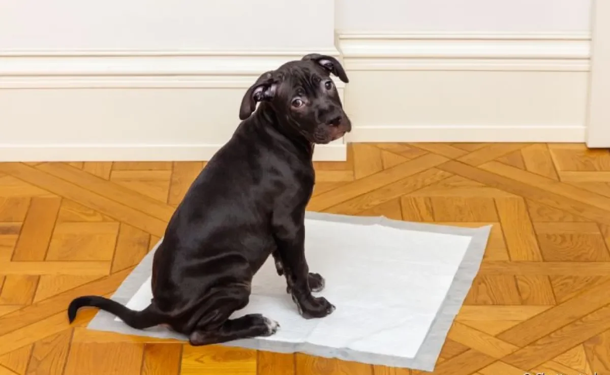 O tapete higiênico para cachorro é muito mais adequado do que o jornal velho