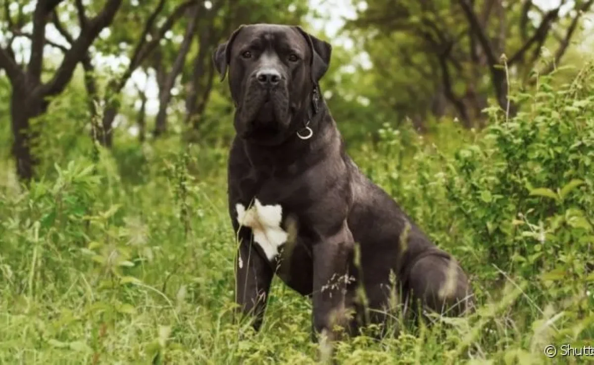 O Mastiff Persa é considerado uma das raças de cachorro mais poderosas do mundo