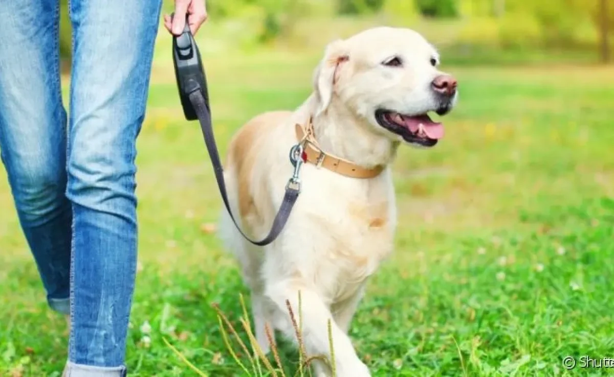 O momento de passear com cachorro pode dizer muito sobre o comportamento animal