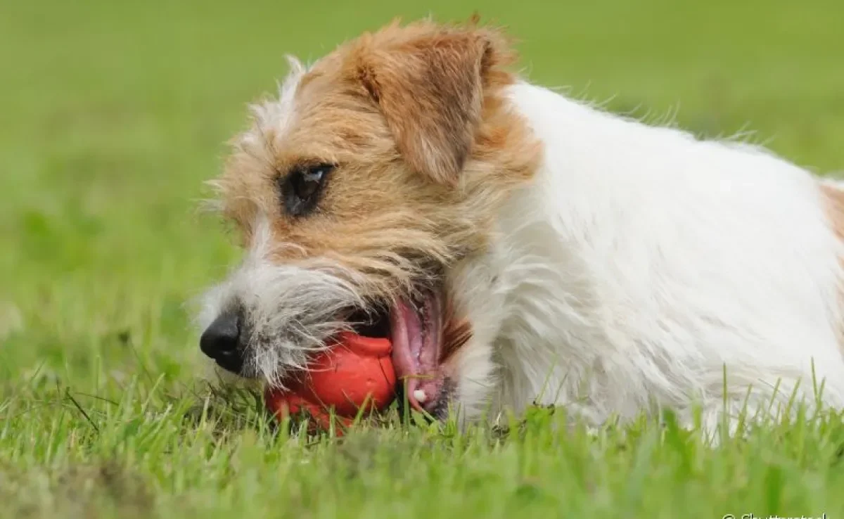  A bola interativa para cachorro é ótima para aliviar o estresse e distrair o animal 