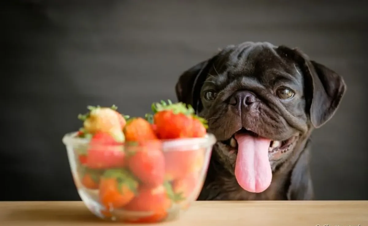 O cachorro pode comer morango em quantidade moderada