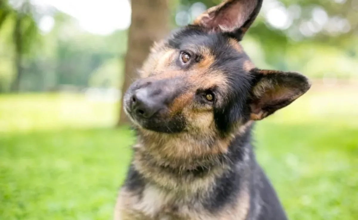 A síndrome vestibular canina é um quadro que afeta o equilíbrio e orientação espacial dos cães