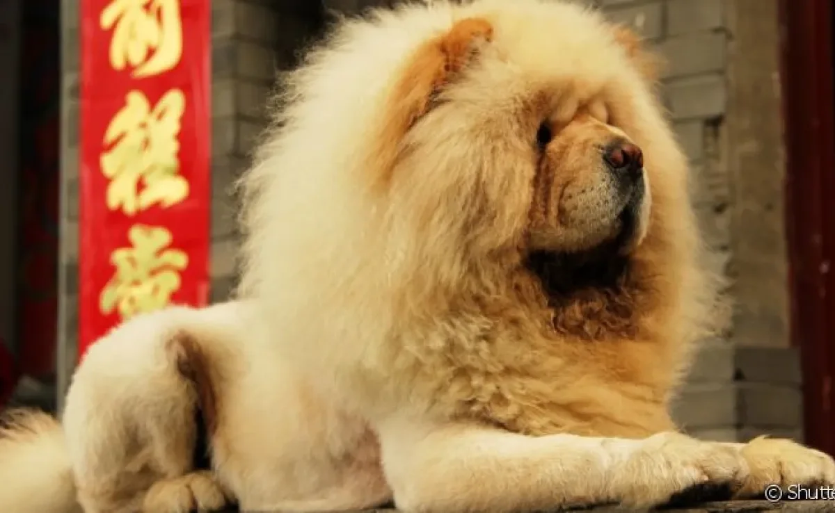 Chow Chow: tosa leão ressalta a pelagem do cachorro da raça
