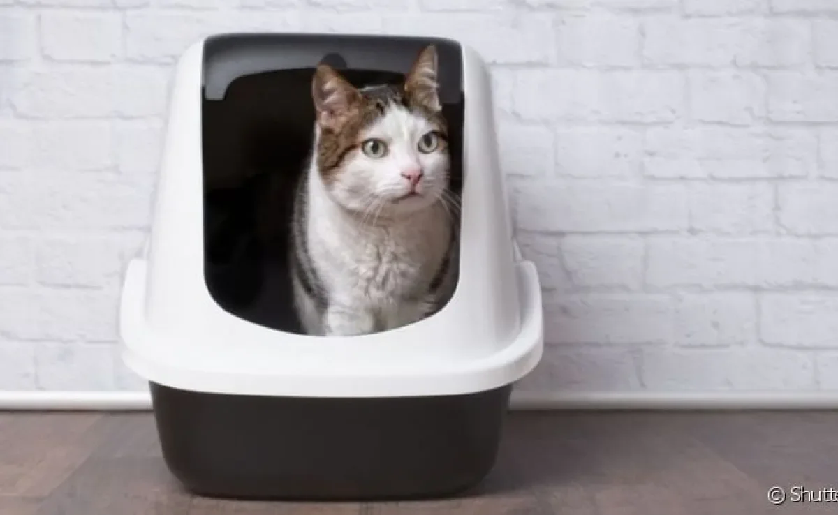 A caixa de areia para gatos é um acessório fundamental para a higiene do seu pet