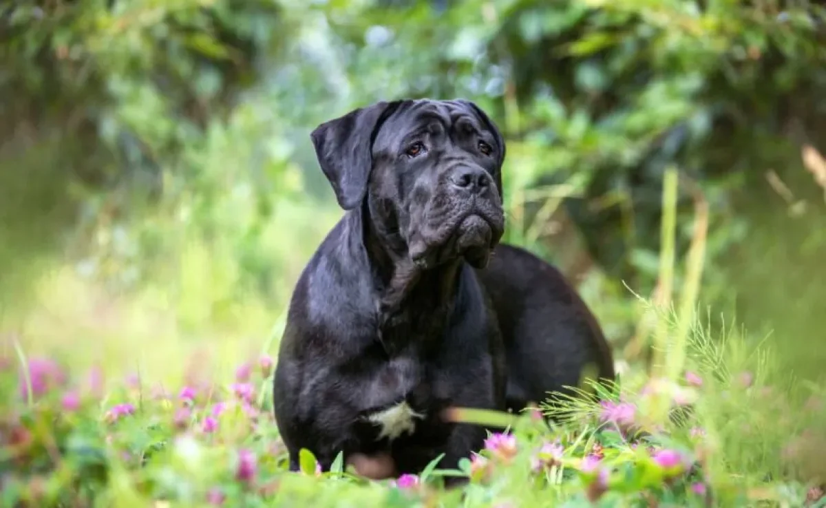 O Cane Corso pode ser criado tanto como cão de companhia quanto para fazer guarda