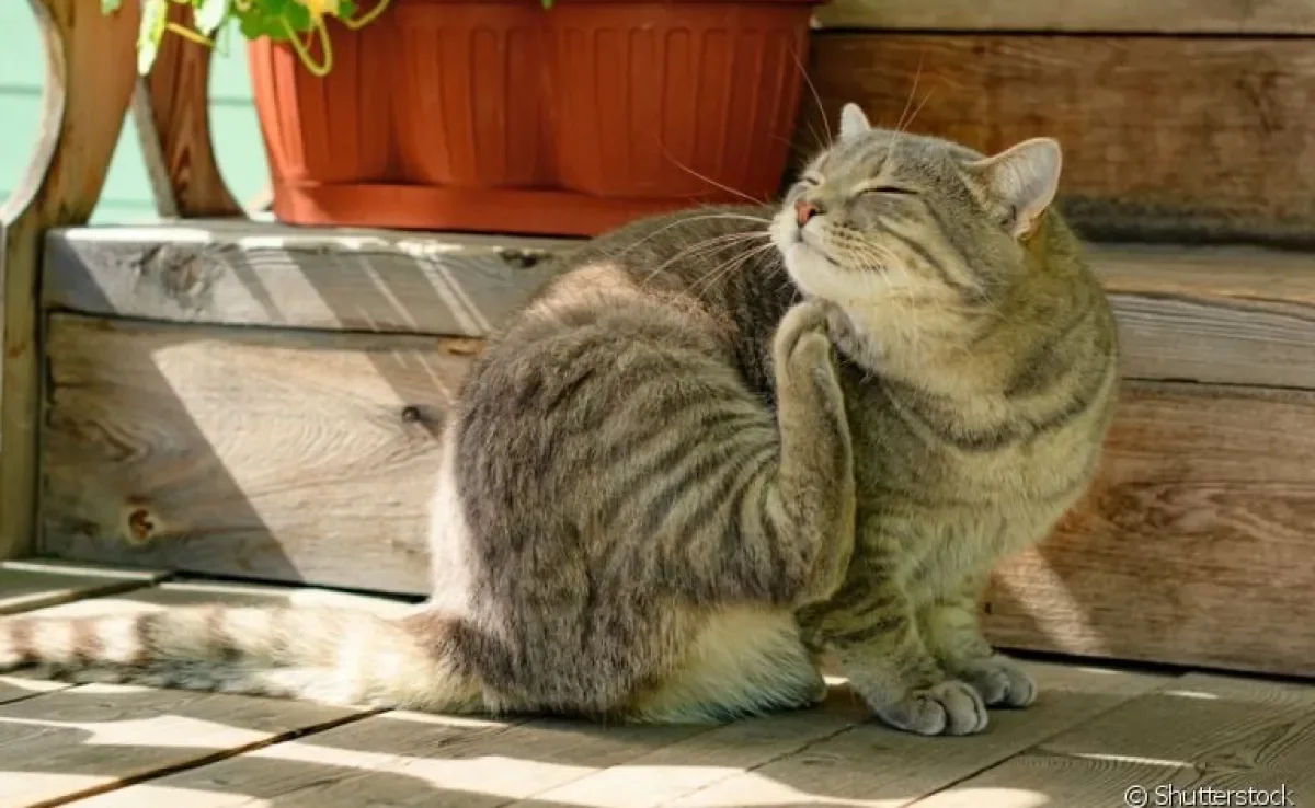O gato pega carrapato e pode desenvolver uma série de doenças e problemas decorrentes da infestação