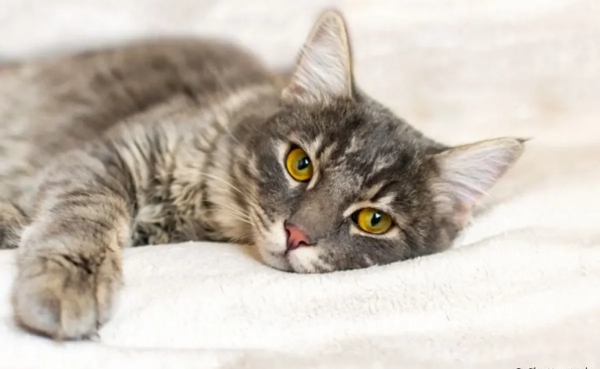 A toxoplasmose é uma doença que tem o gato como seu principal hospedeiro