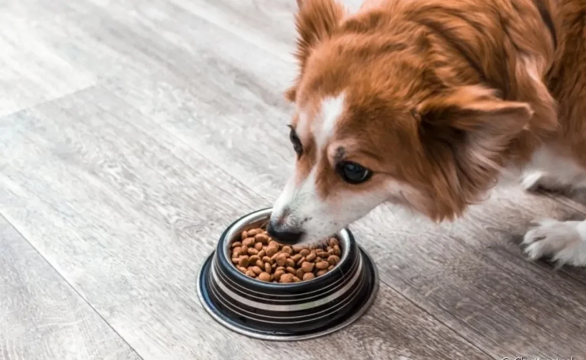 Aprender como fazer o cachorro comer devagar é mais simples do que parece