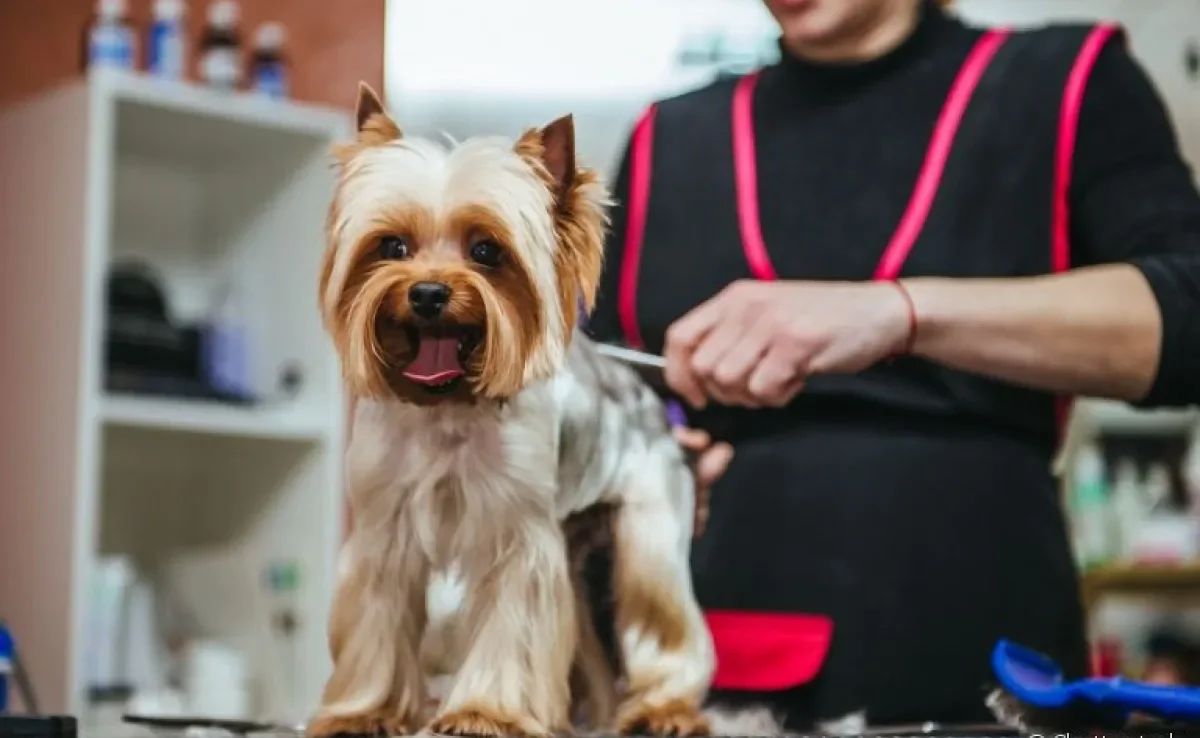 O banho e tosa de cachorro devem ser feitos em um pet shop de confiança